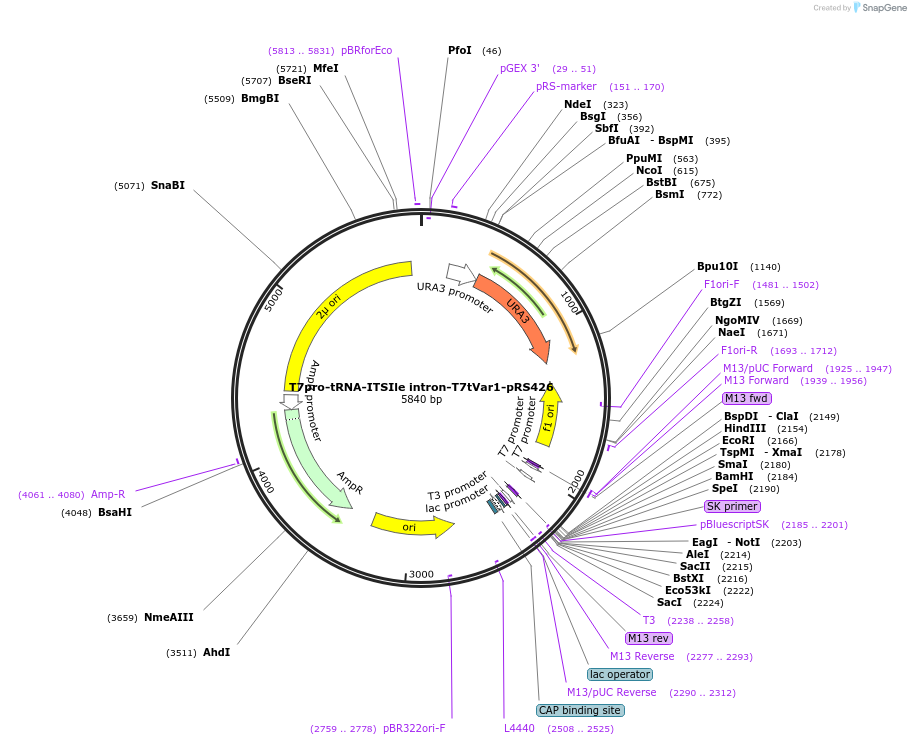 239294-plasmid-map-sequence-id-476823