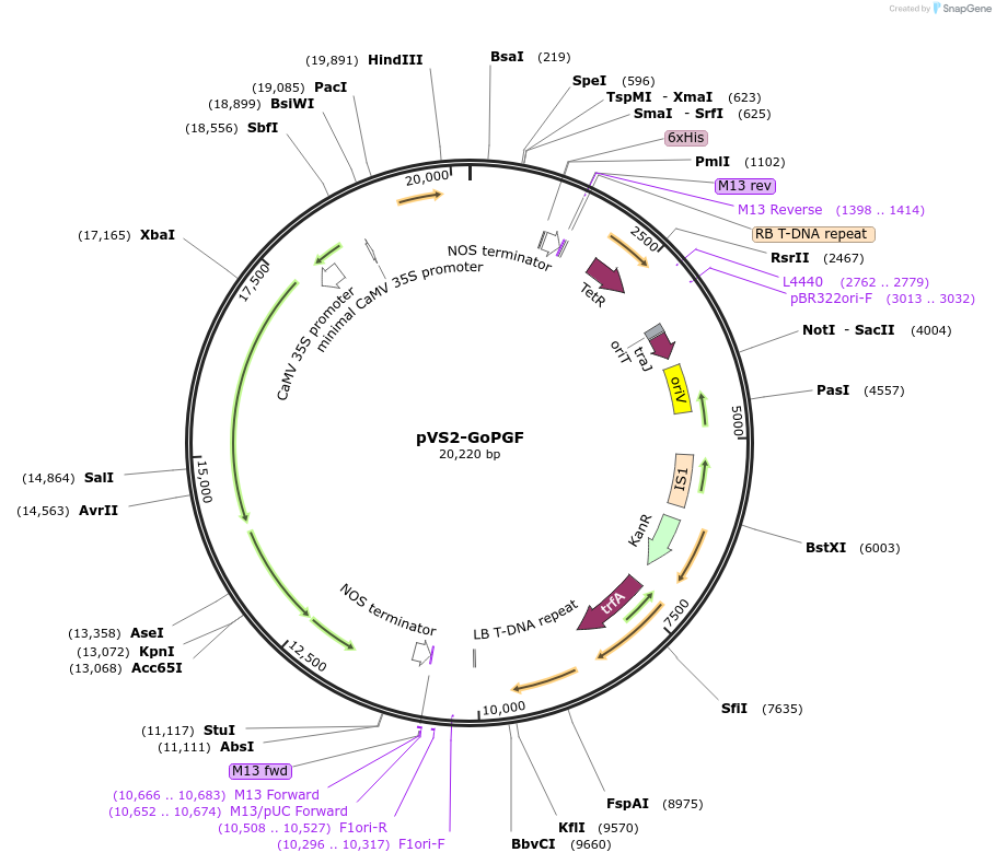 234907-plasmid-map-sequence-id-476824