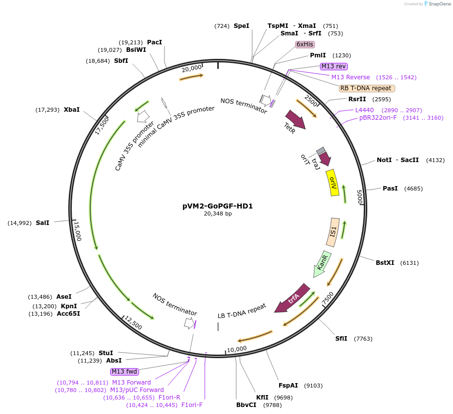 234909-plasmid-map-sequence-id-476825