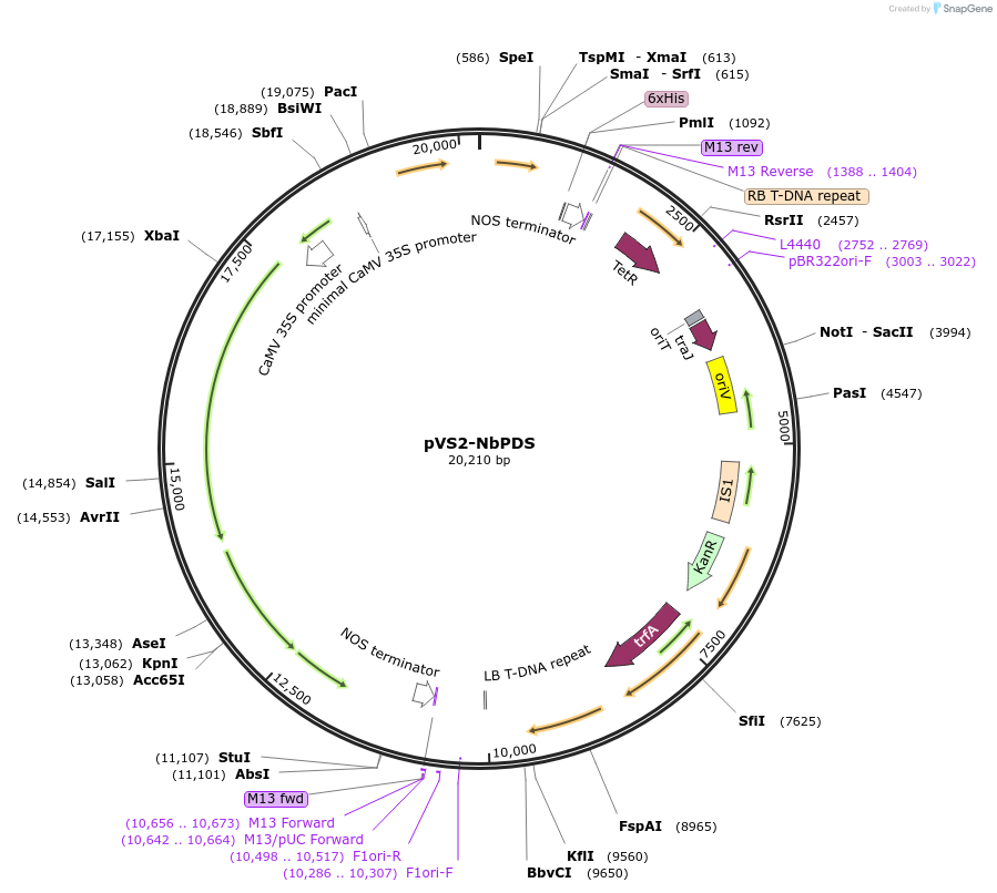 234908-plasmid-map-sequence-id-476827