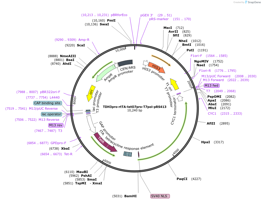 239293-plasmid-map-sequence-id-476828