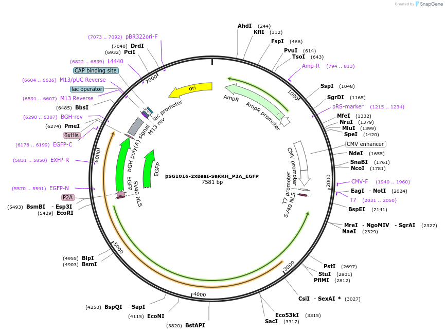 239461-plasmid-map-sequence-id-476832