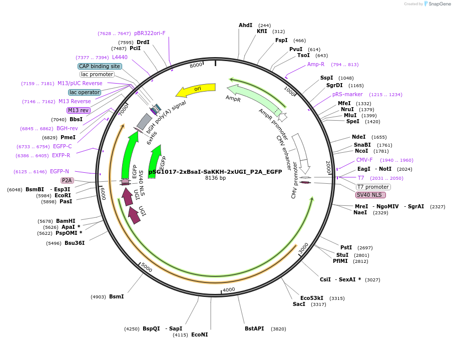 239450-plasmid-map-sequence-id-476833