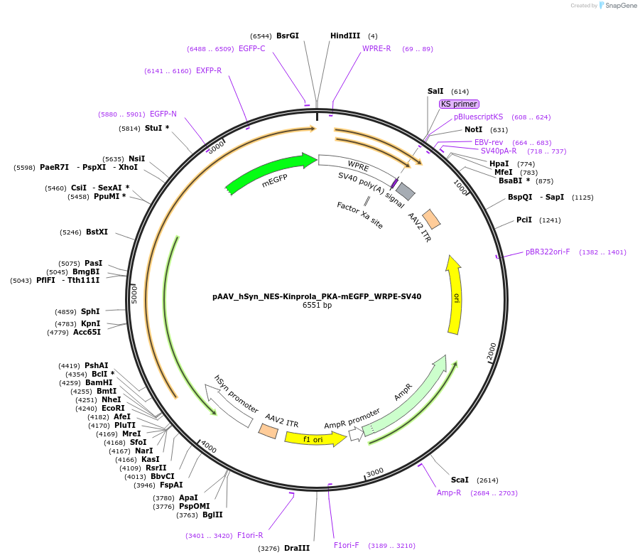 233366-plasmid-map-sequence-id-476836