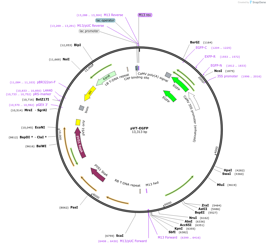 234917-plasmid-map-sequence-id-476846