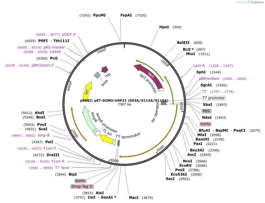 240190-plasmid-map-sequence-id-476849