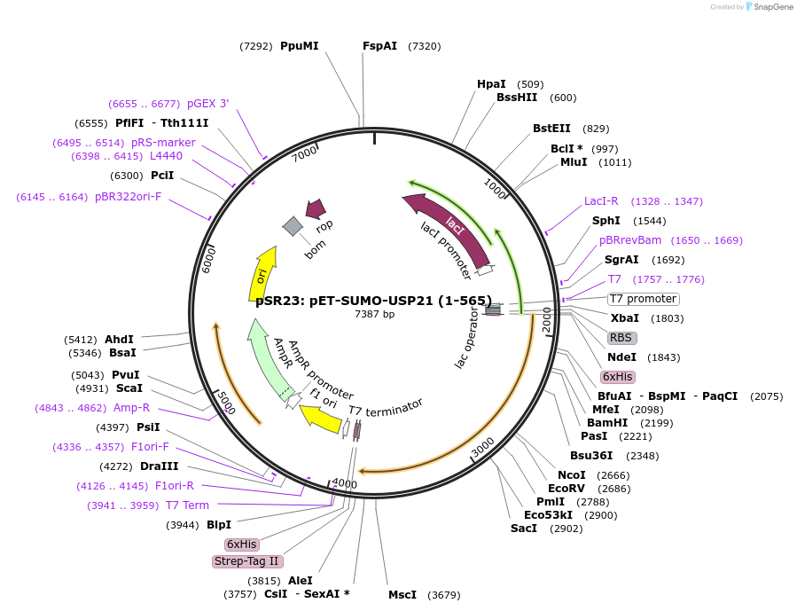 240189-plasmid-map-sequence-id-476850