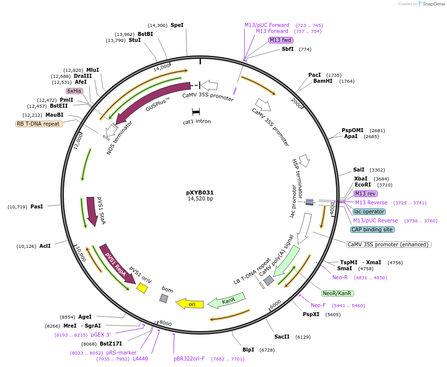 239577-plasmid-map-sequence-id-476851