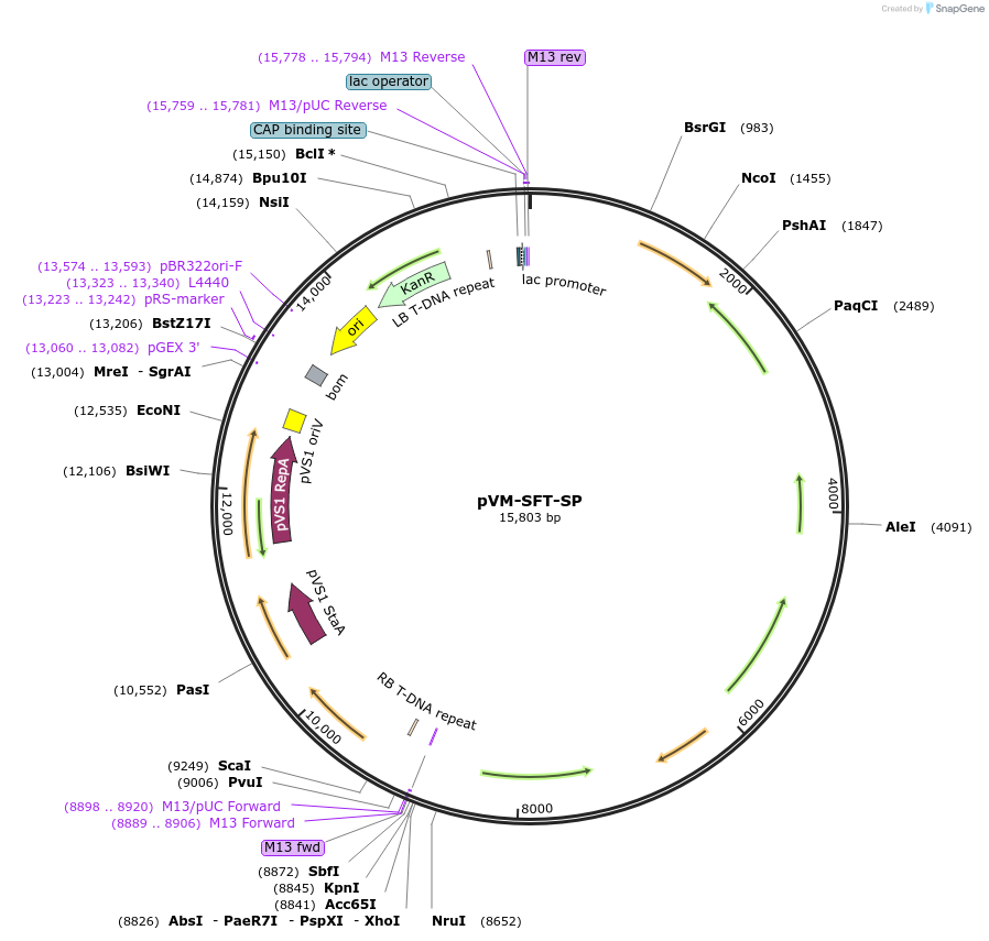 234902-plasmid-map-sequence-id-476852
