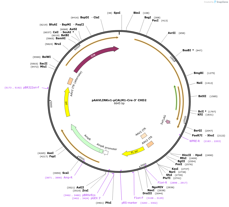 236659-plasmid-map-sequence-id-476861