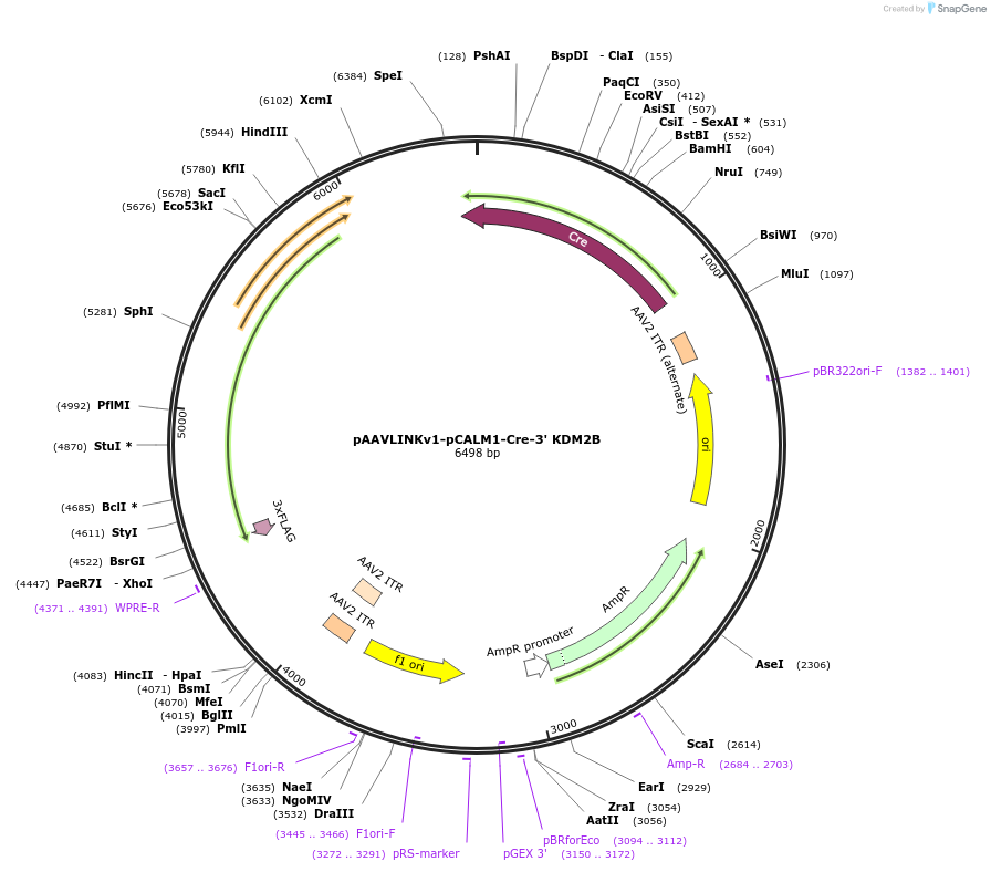 236661-plasmid-map-sequence-id-476862