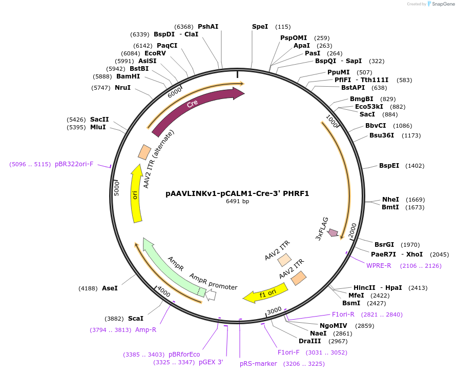 236707-plasmid-map-sequence-id-476863