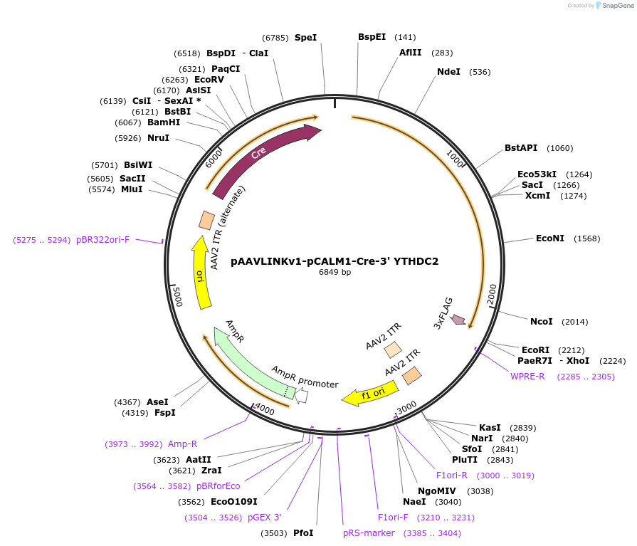 236697-plasmid-map-sequence-id-476864