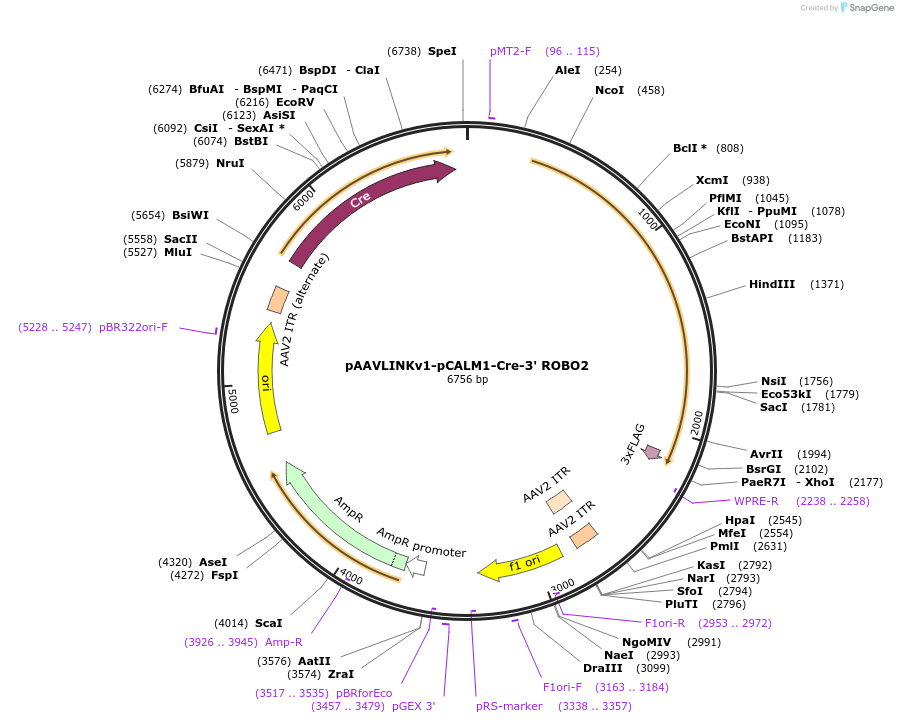 236687-plasmid-map-sequence-id-476866