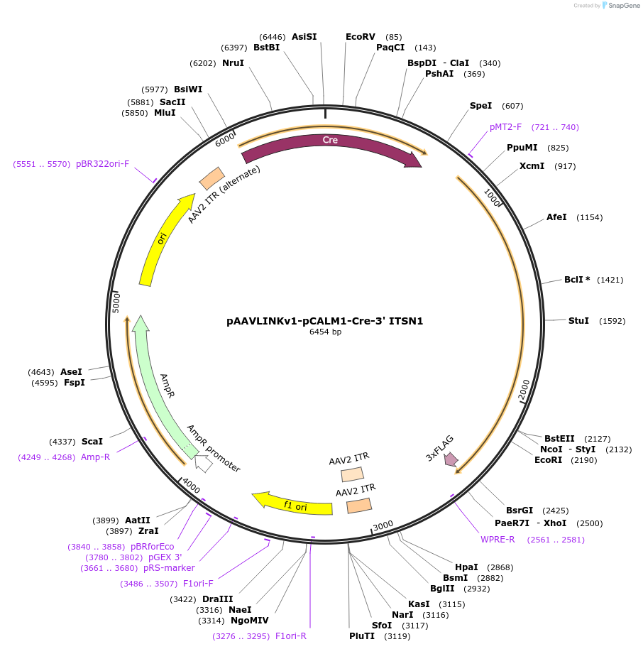 236717-plasmid-map-sequence-id-476867