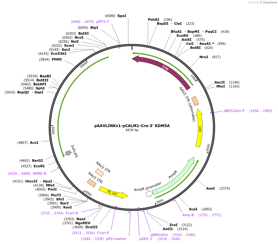 236711-plasmid-map-sequence-id-476868