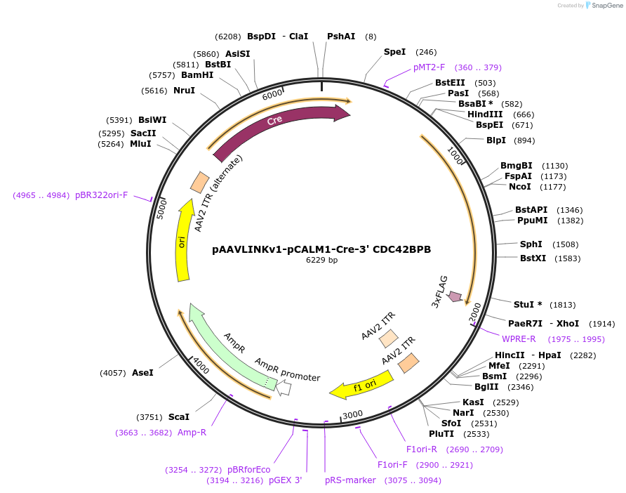 236715-plasmid-map-sequence-id-476869