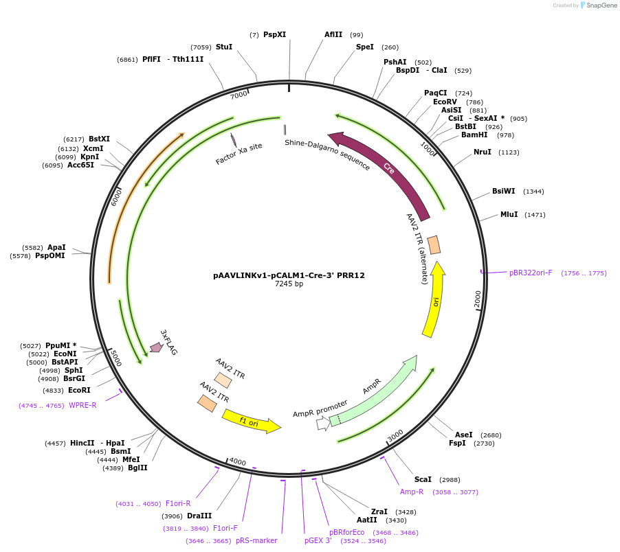 236677-plasmid-map-sequence-id-476871