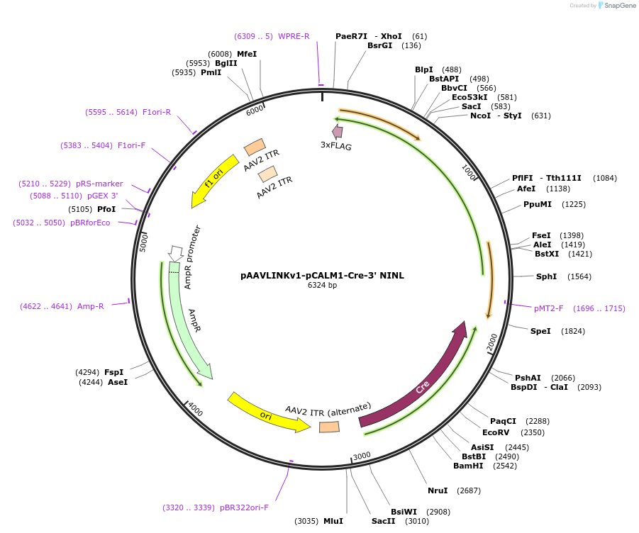 236691-plasmid-map-sequence-id-476872