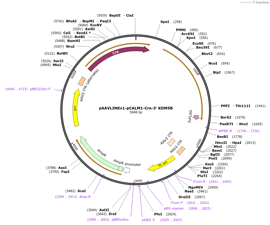 236649-plasmid-map-sequence-id-476874