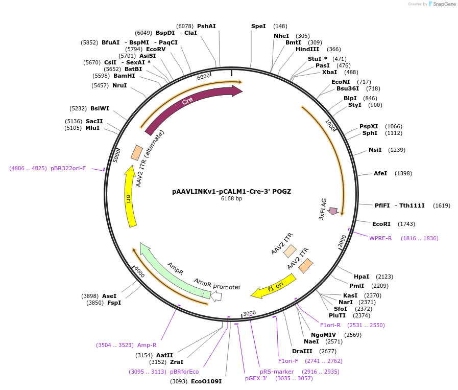 236647-plasmid-map-sequence-id-476876