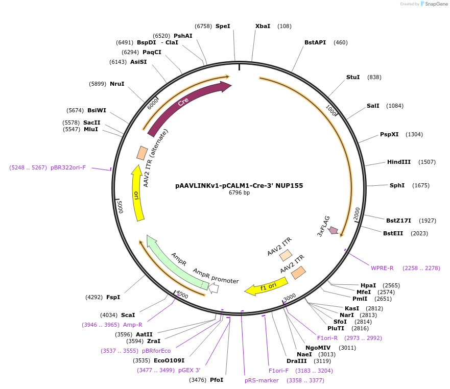 236645-plasmid-map-sequence-id-476877