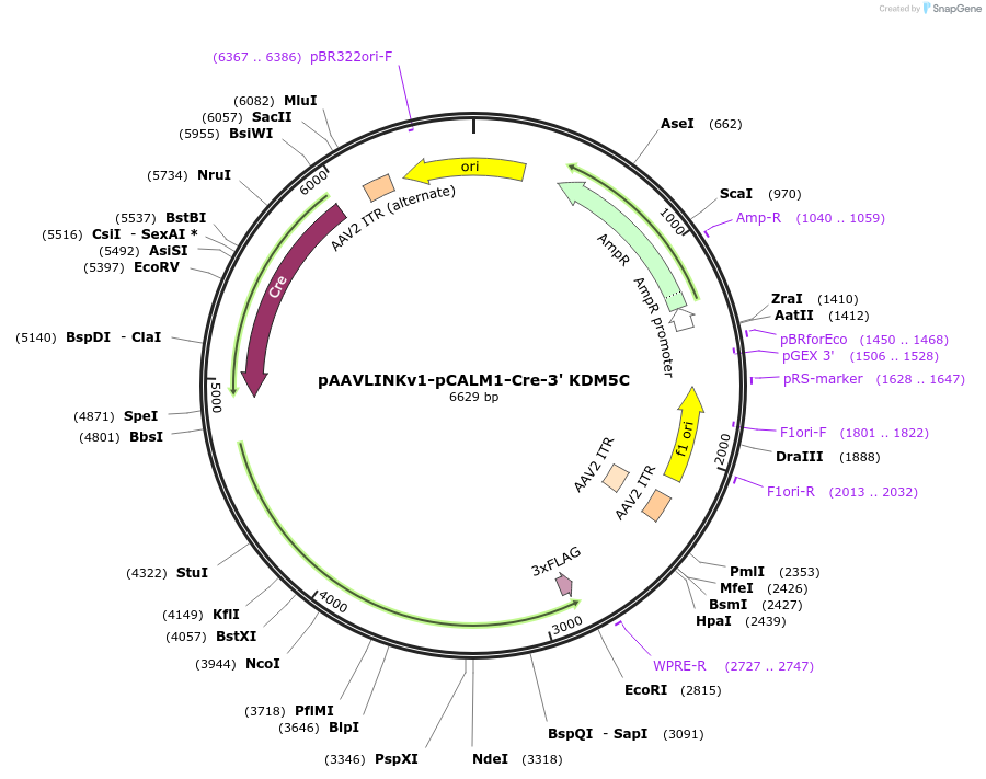 236671-plasmid-map-sequence-id-476879
