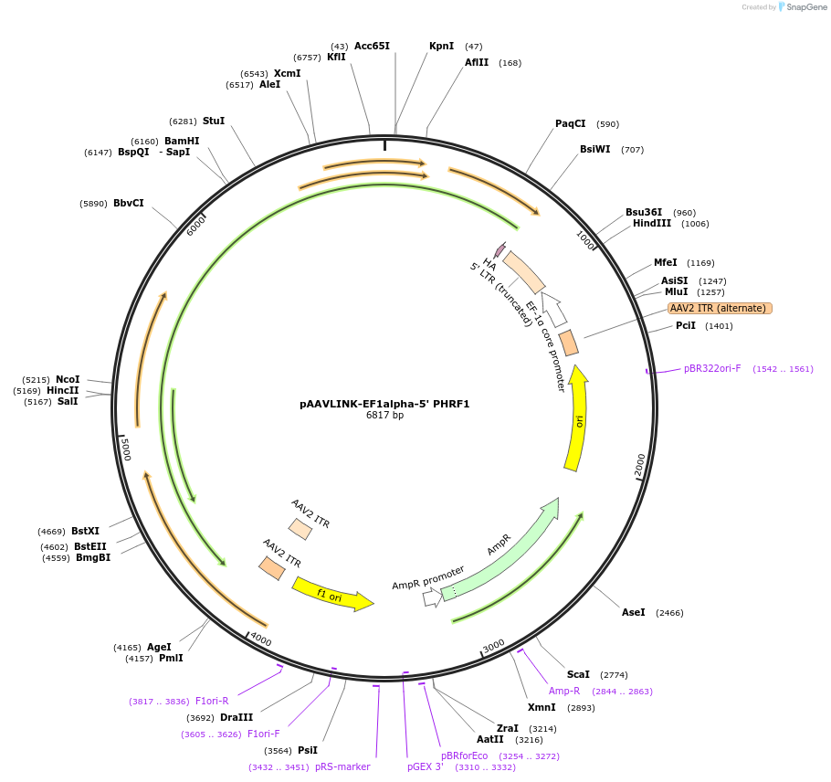 236706-plasmid-map-sequence-id-476883