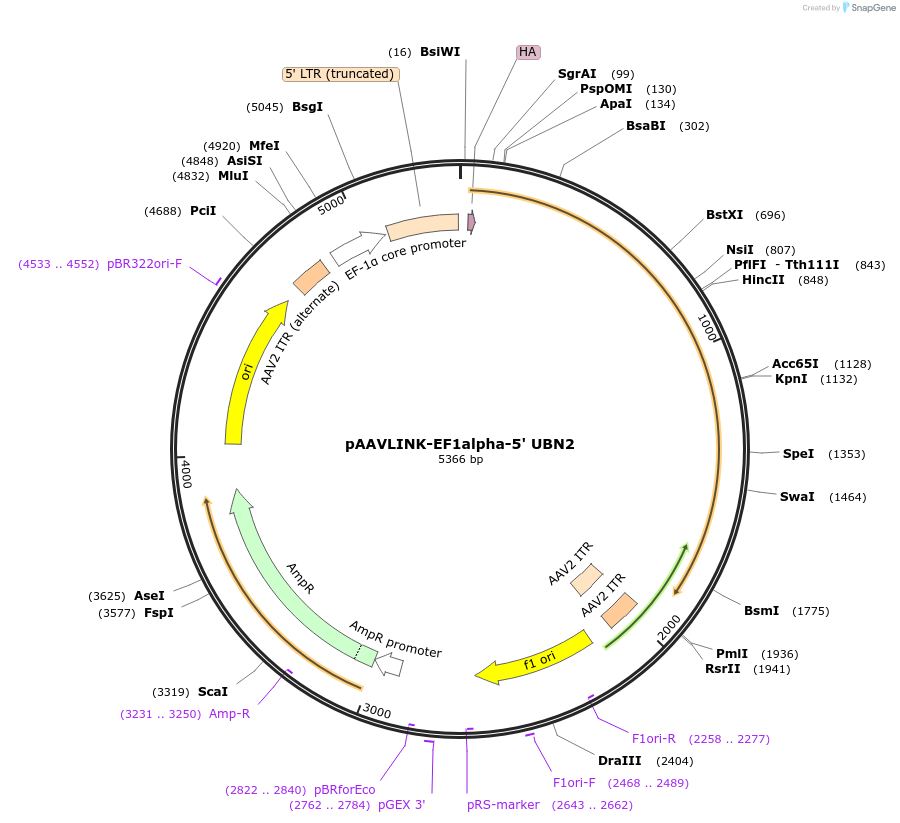 236678-plasmid-map-sequence-id-476888