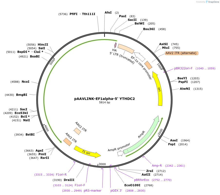 236696-plasmid-map-sequence-id-476889