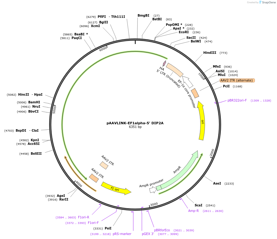 236650-plasmid-map-sequence-id-476890
