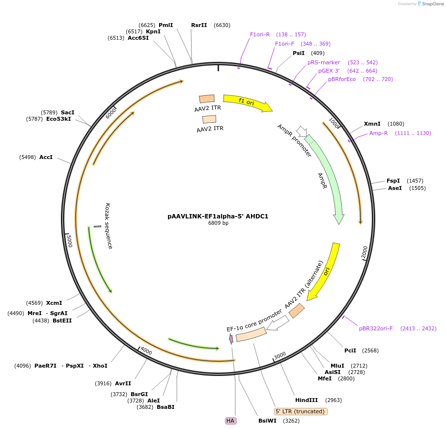 236672-plasmid-map-sequence-id-476892