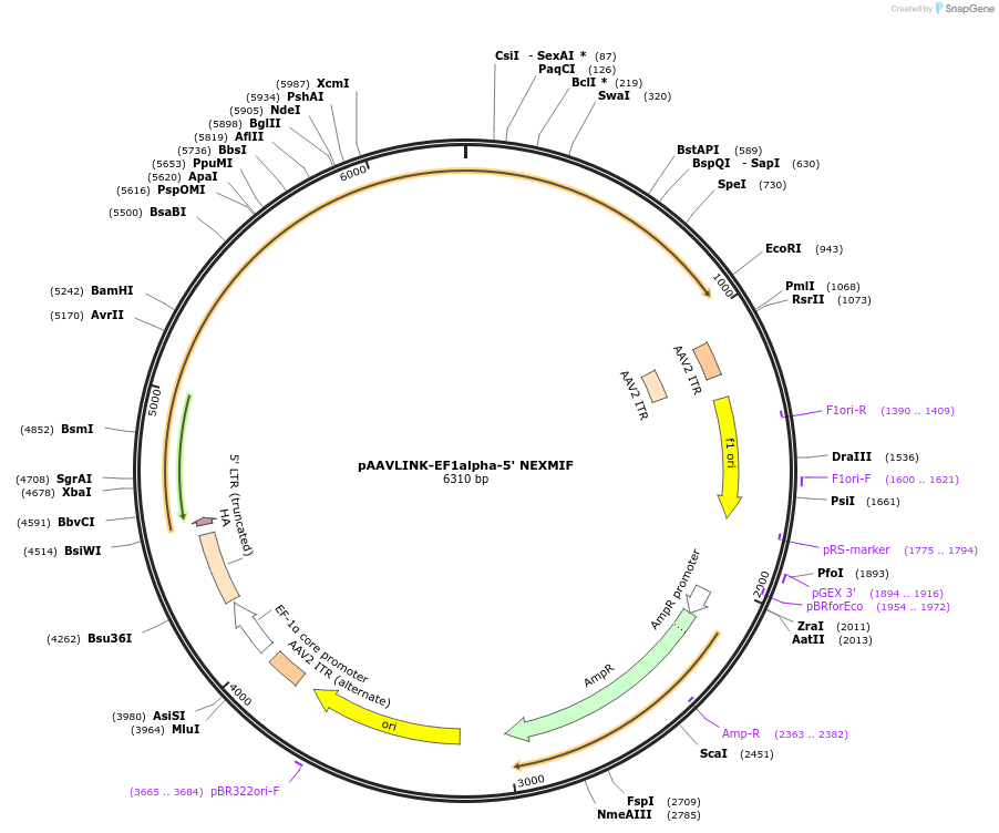 236668-plasmid-map-sequence-id-476893