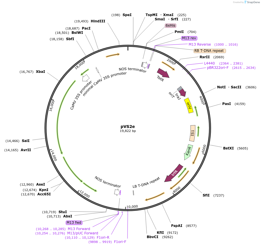234905-plasmid-map-sequence-id-476894