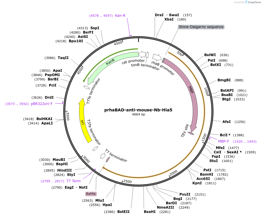 239626-plasmid-map-sequence-id-476930
