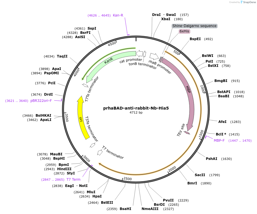 239627-plasmid-map-sequence-id-476933