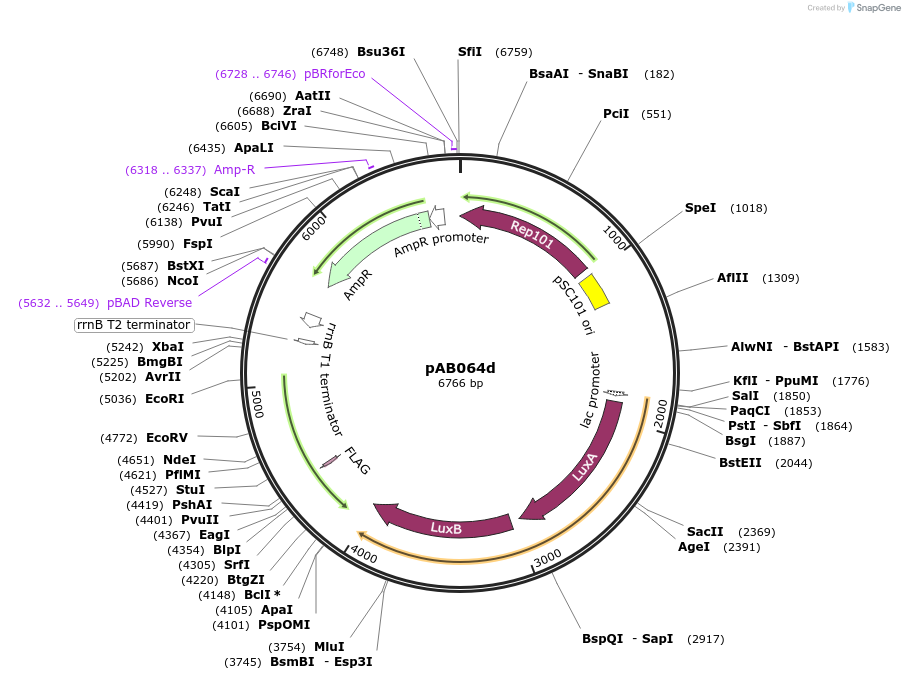 79197-plasmid-map-sequence-id-476950