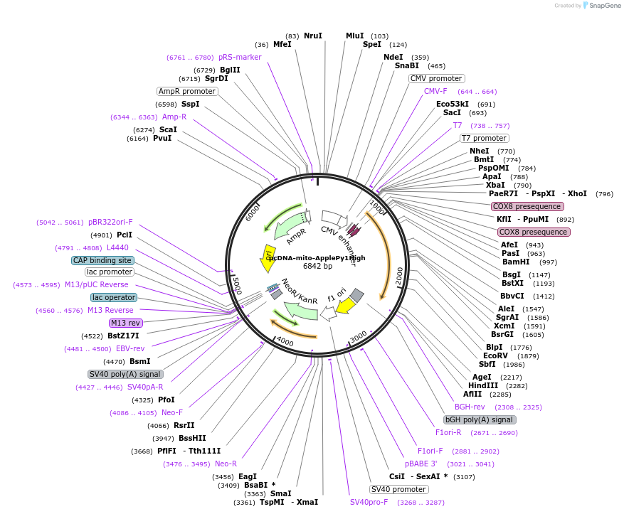 239075-plasmid-map-sequence-id-476954