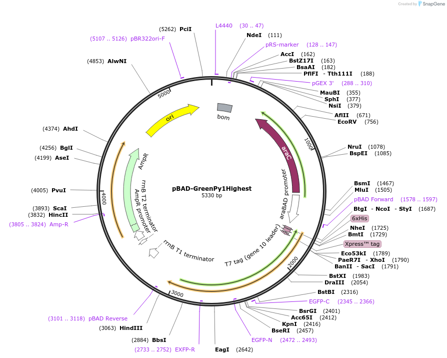 239049-plasmid-map-sequence-id-476956