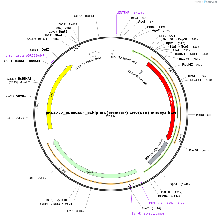 239746-plasmid-map-sequence-id-476959
