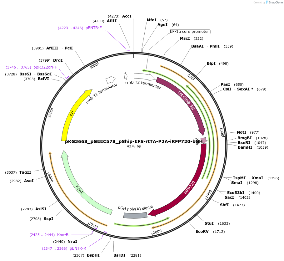 239741-plasmid-map-sequence-id-476961