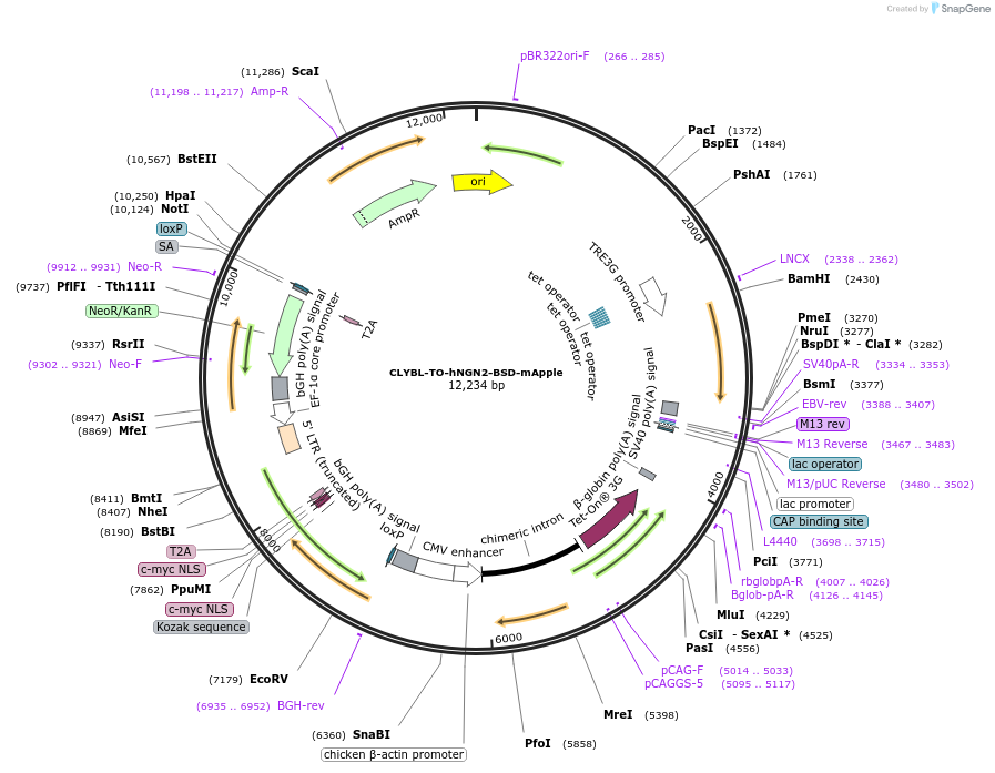 124229-plasmid-map-sequence-id-476962
