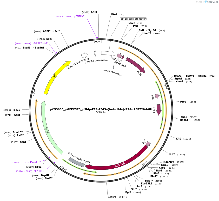 239740-plasmid-map-sequence-id-476965