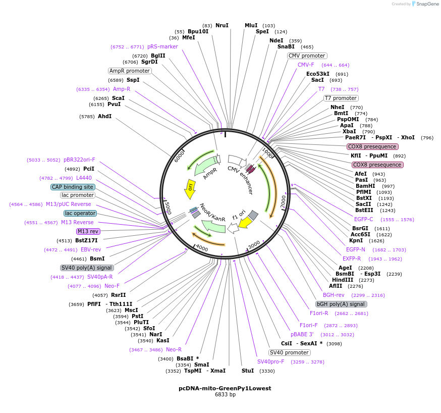 239072-plasmid-map-sequence-id-476970