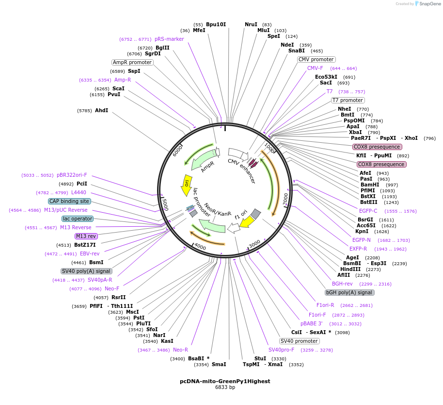 239069-plasmid-map-sequence-id-476971