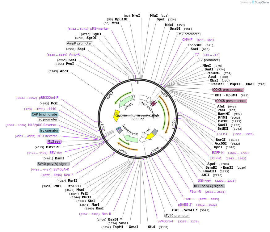 239070-plasmid-map-sequence-id-476972