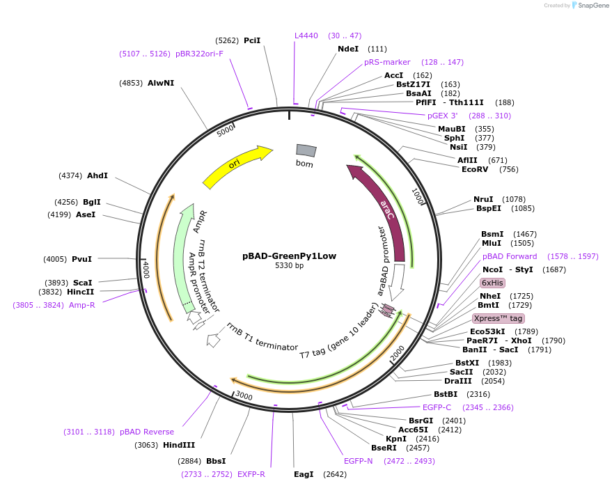 239051-plasmid-map-sequence-id-476975