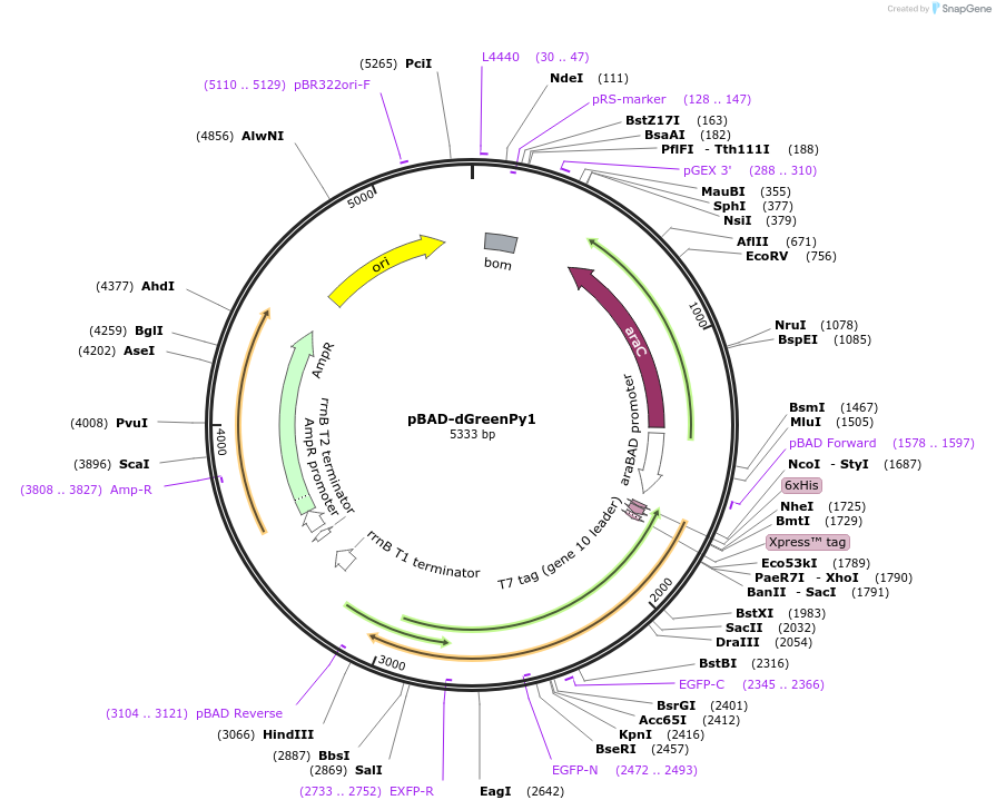 239053-plasmid-map-sequence-id-476976
