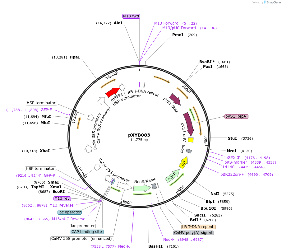 239579-plasmid-map-sequence-id-476977