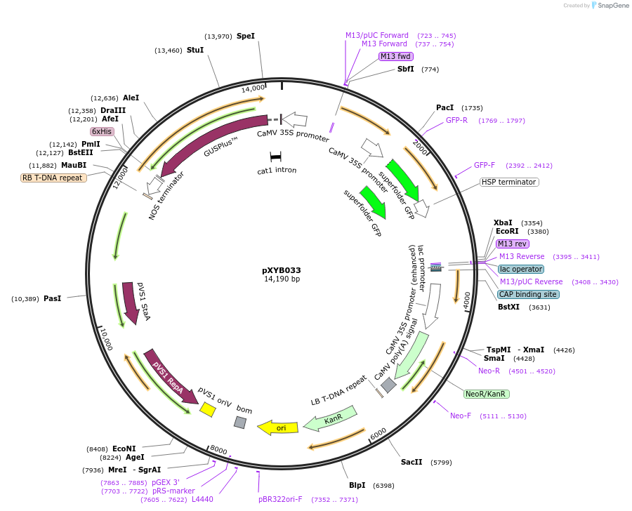239387-plasmid-map-sequence-id-476979